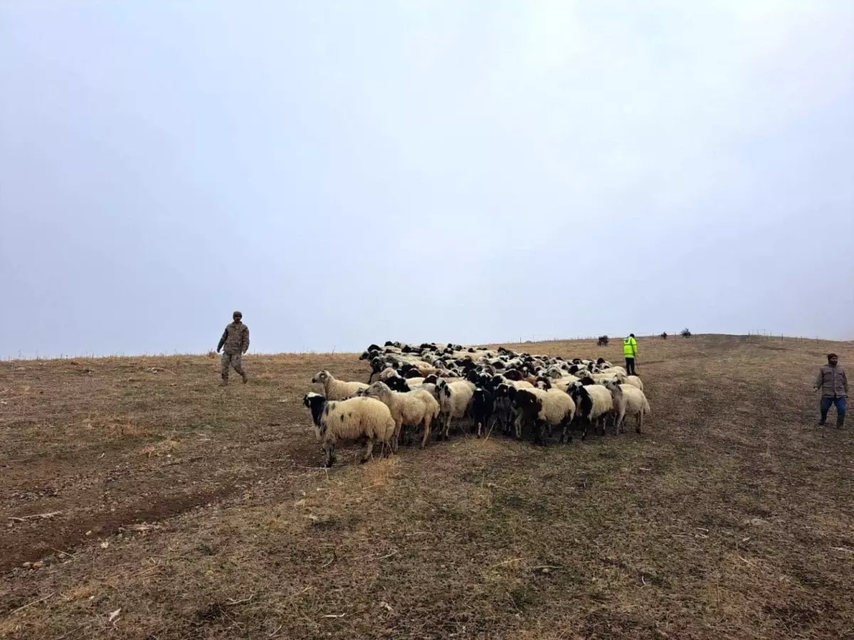 Muş'ta Kaybolan 200 Küçükbaş Hayvan Jandarma Tarafından Bulundu