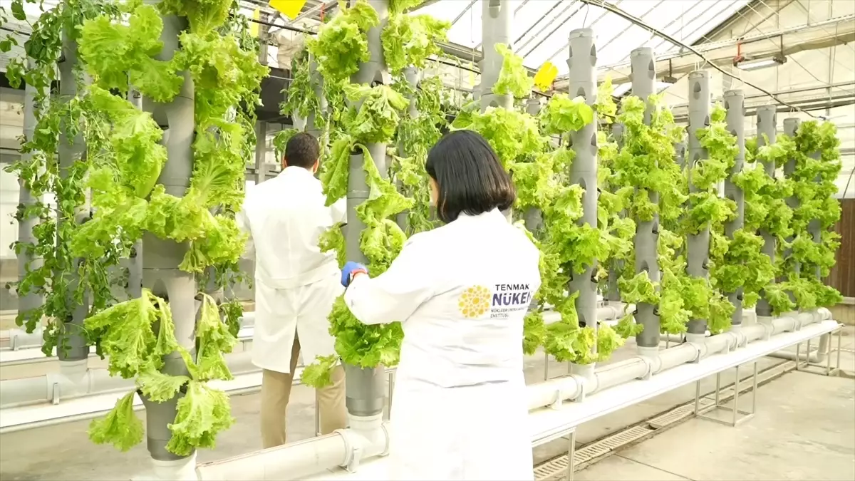 TENMAK'tan İklim Değişikliğine Uygun Yeni Tarım Çalışmaları