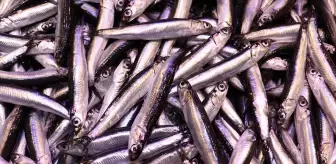 Trabzon'da Hamsi Fiyatları Yükseliyor: Kilogramı 100 Lira