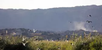 Iğdır'da Kuş Araştırma Çalışmaları 11 Bin 298 Kuşla Tamamlandı