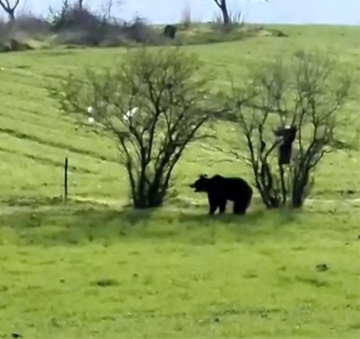 Çanakkale'de Ayı Kameraya Yansıdı