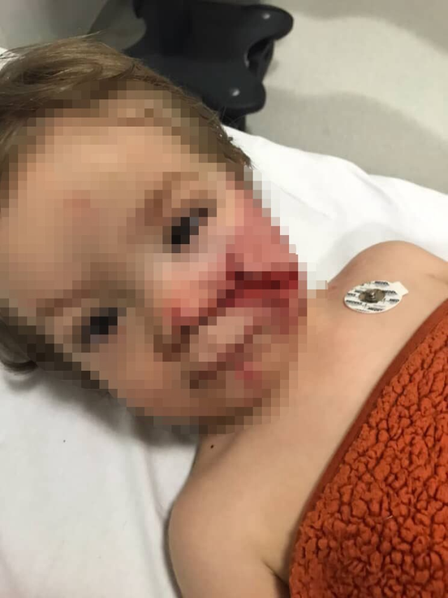 The owner of the pitbull that terrorized two small children has been arrested