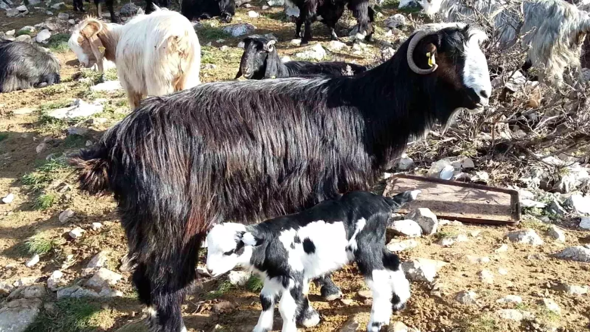 Keçiyi meraya, çobanı yaylaya döndürecek 13 öneri