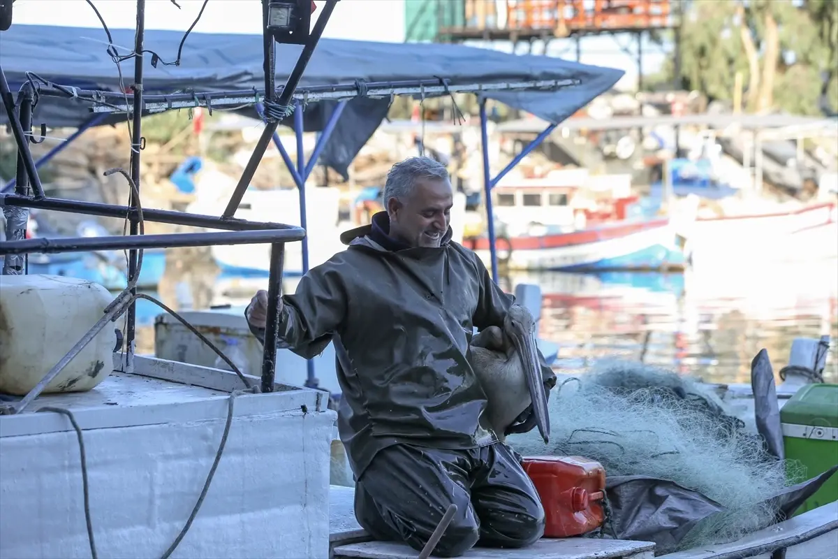 Balıkçı Barınağının Maskotu: Suzi Pelikanı