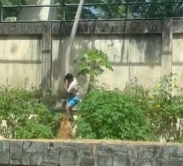 tutkusu sonu oldu 6 metrelik duvari asip aslan 19310834 5160 m