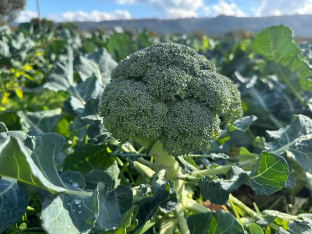 The citizen is troubled! Broccoli sold for 10 lira in the field reaches 70 lira in the city center