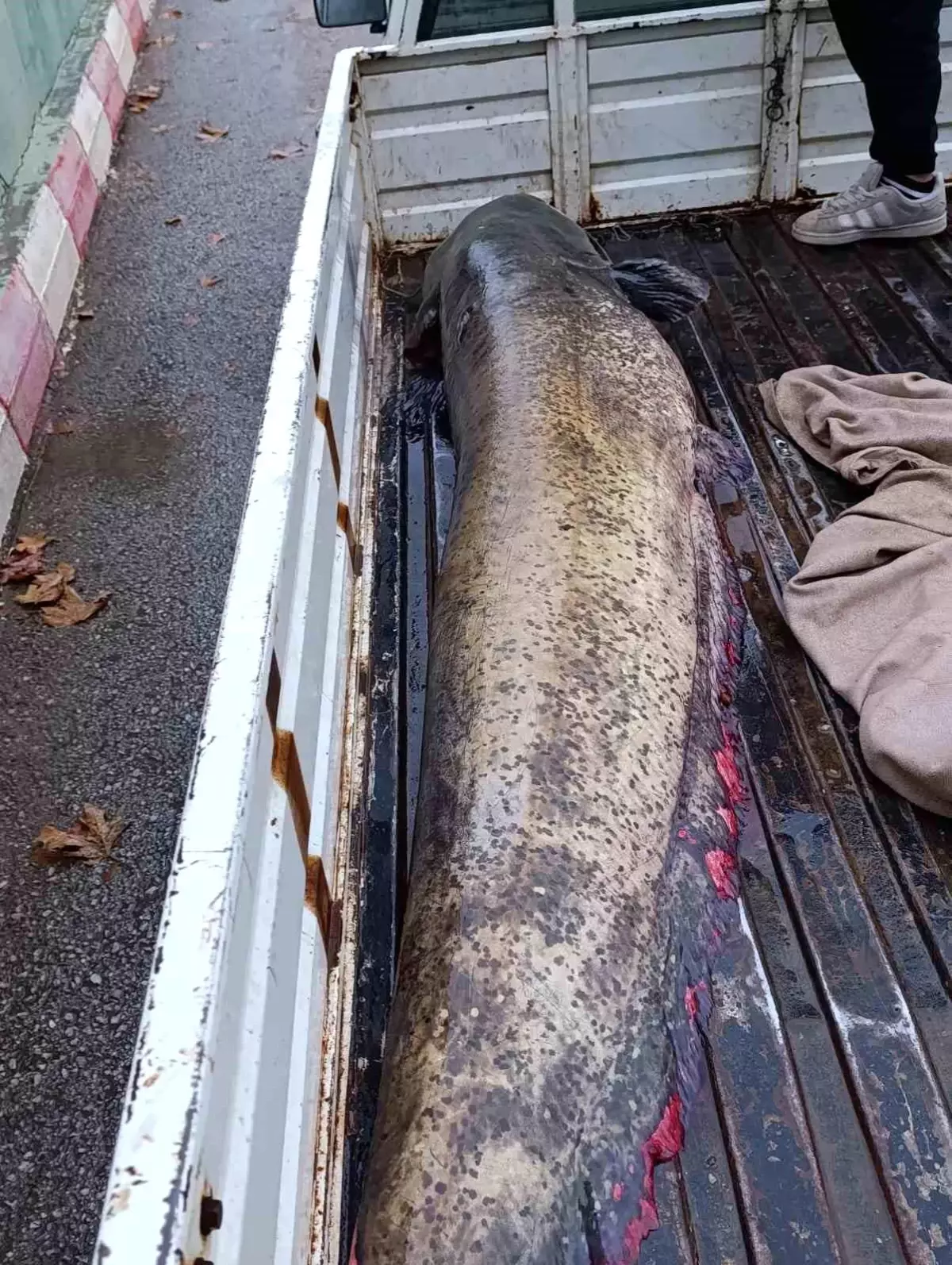 İznik'te 65 Kilogram Ağırlığında Dev Yayın Balığı Yakalandı