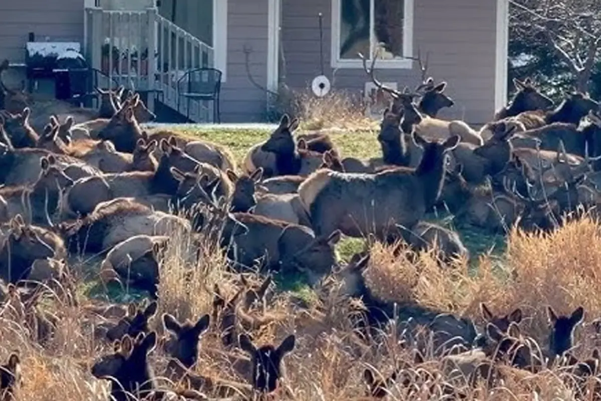 ABD'de geyik alarmı verildi; dev sürü bahçeleri istila etti