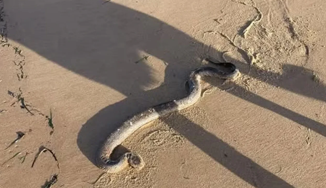 Increase in Sea Snake Deaths in Australia