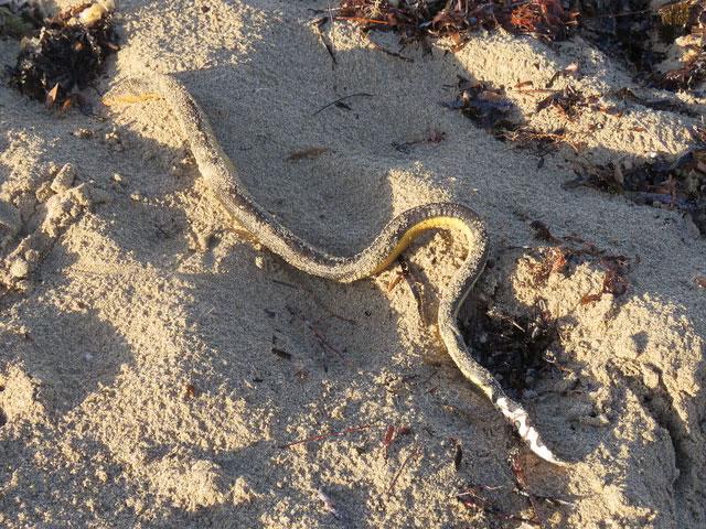 Increase in Sea Snake Deaths in Australia
