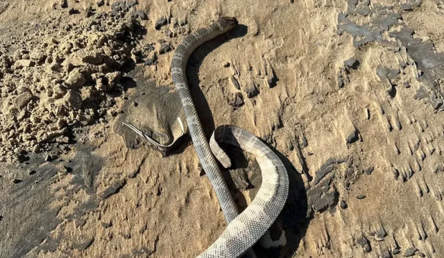 Increase in Sea Snake Deaths in Australia