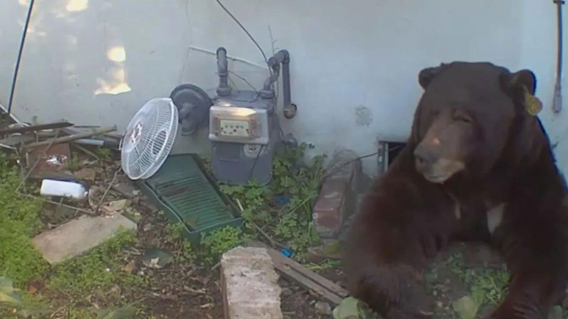 He thought the noises from the basement were from a thief, but the reality was completely different! It has been living there for months.