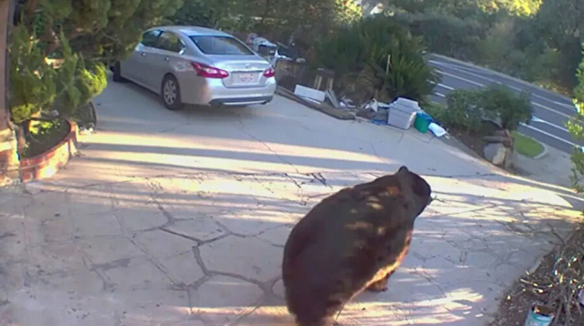 He thought the noises from the basement were from a thief, but the reality was completely different! It has been living there for months.