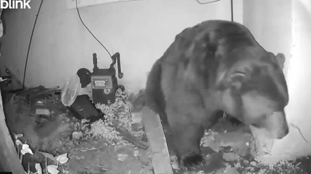 He thought the noises from the basement were from a thief, but the reality was completely different! It has been living there for months.