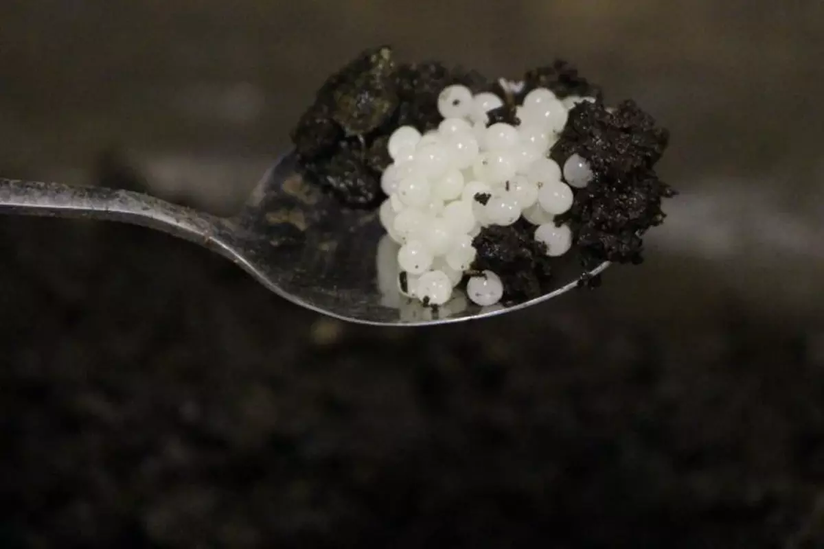 Değeri 150 bin lira! Keşfettiği hayvan hayatını değiştirdi