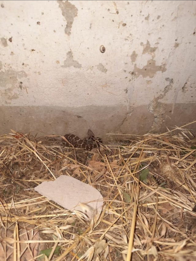 The images allegedly taken in the girls' dormitory are alarming