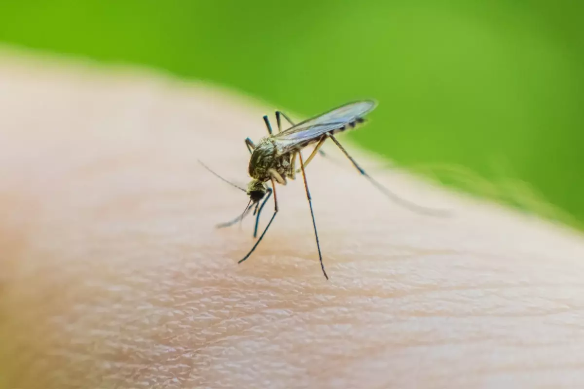 Küba'da 33 kişi sivrisinekler nedeniyle hayatını kaybetti