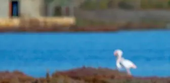 Milas'taki Tuzla Sulak Alanı'nda göçmen kuş yoğunluğu yaşanıyor