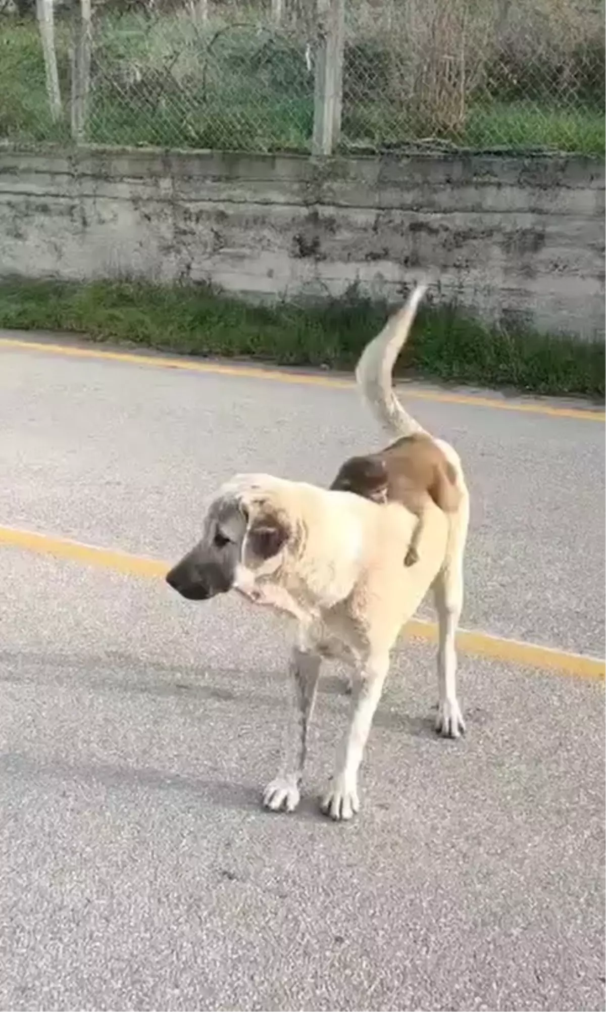 Sırtında maymun gezdiren köpek ilgi odağı oldu