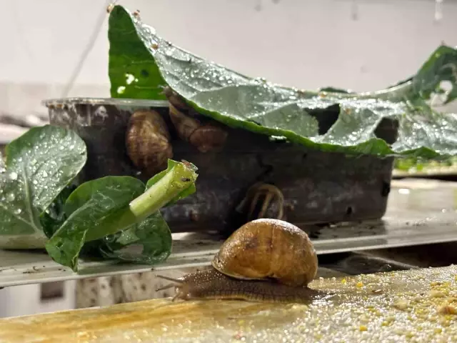 Valued at 150 thousand lira! The animal she discovered became a source of income