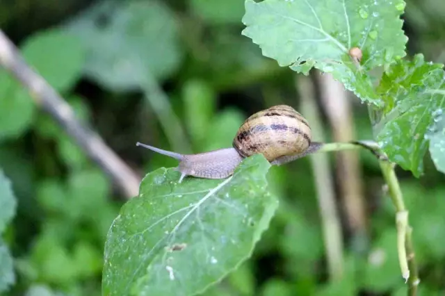 Valued at 150 thousand lira! The animal he discovered became a source of income