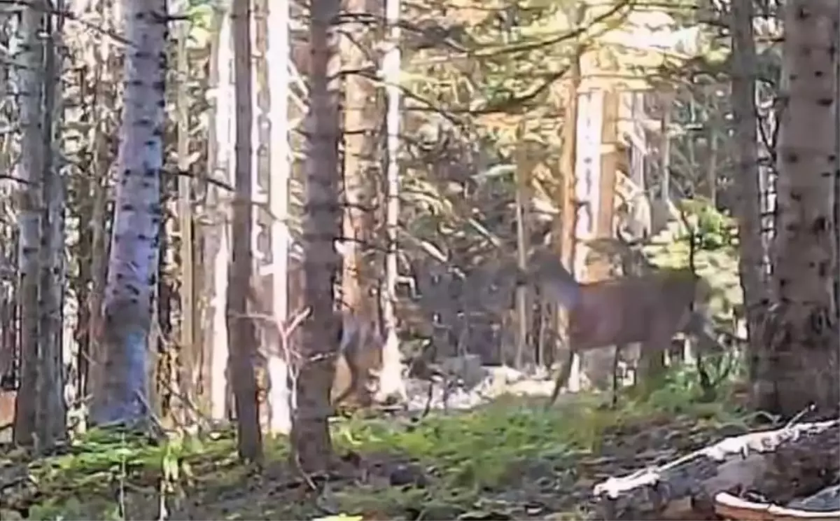 Bolu'da Yaban Hayvanları Fotokapanla Görüntülendi