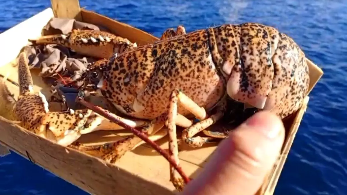 Çanakkale'de 525 kilo balığa el konuldu