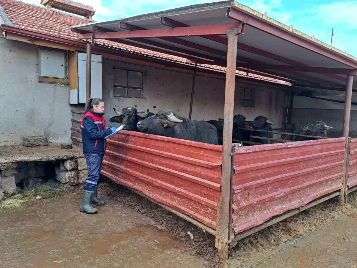 'Halk Elinde Anadolu Mandasının Islahı Projesi' devam ediyor