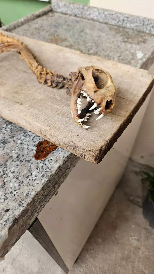 The villager found it in the barn, couldn't believe his eyes! 55 centimeters long, with predatory teeth