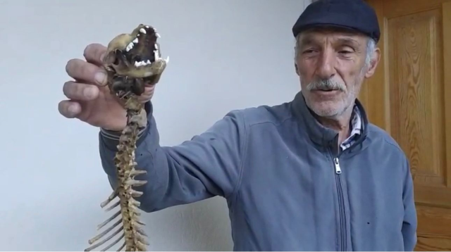The villager found it in the barn, couldn't believe his eyes! 55 centimeters long, with predatory teeth