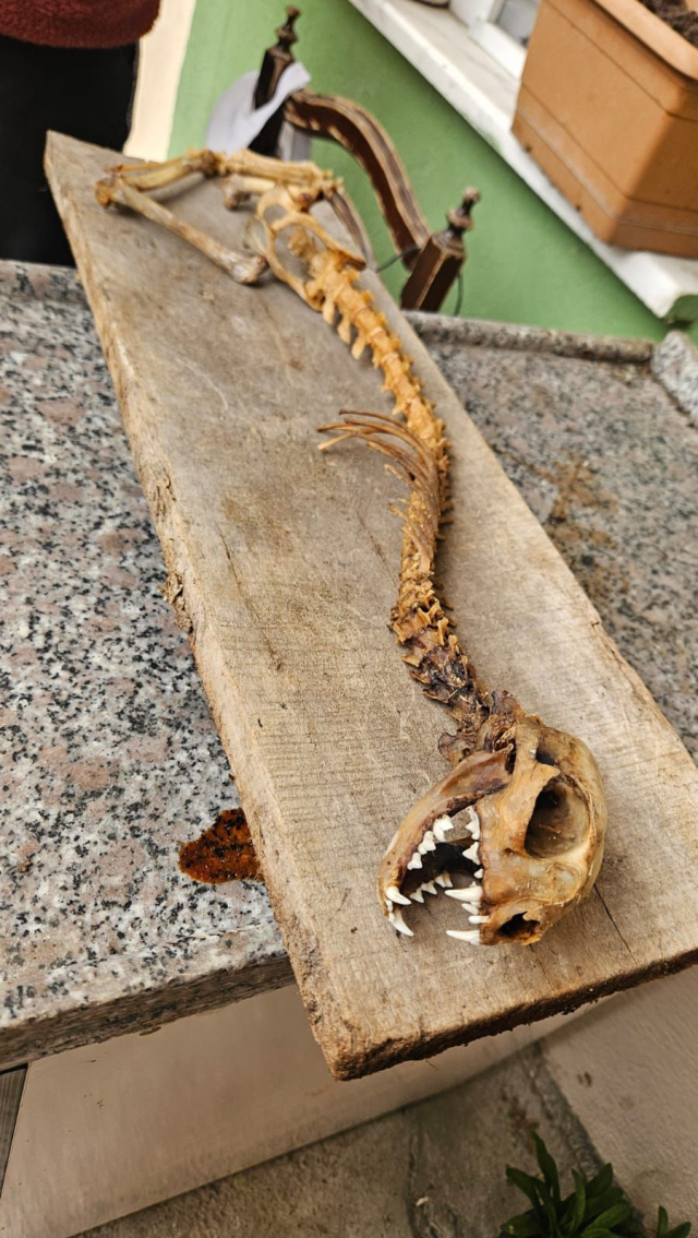 The villager found it in the barn, couldn't believe his eyes! 55 centimeters long, with predatory teeth