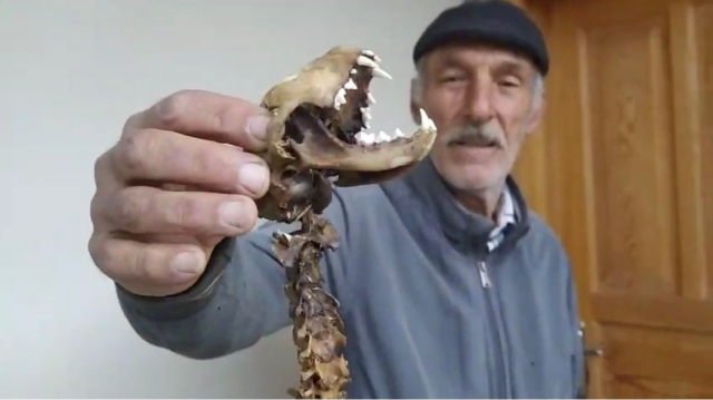 The villager found it in the barn, couldn't believe his eyes! 55 centimeters long, with predatory teeth