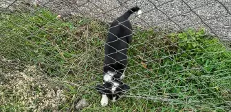 Sakarya'da rögar çukuruna düşen köpek kurtarıldı