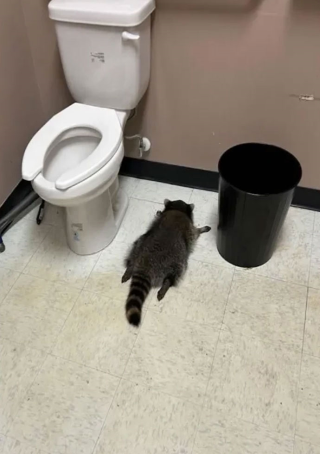 Jumped from the ceiling, raided the store! The drunk raccoon drank as much alcohol as it could