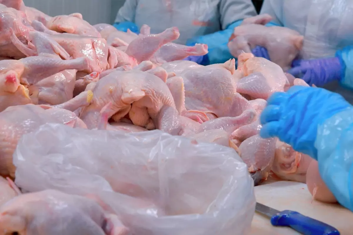 Türkiye'nin dev tavuk markası konkordato ilan etti