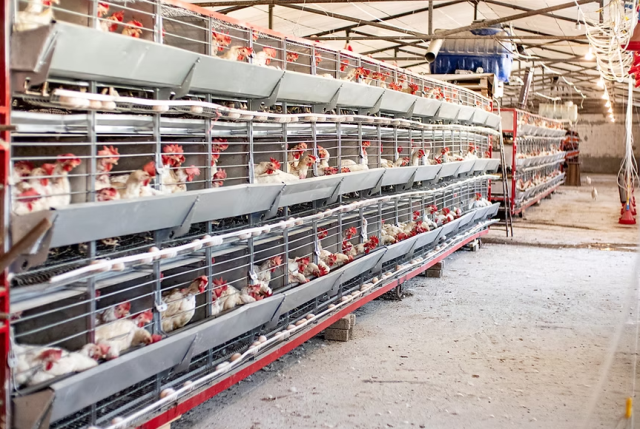 Turkey's giant chicken brand declared concordat