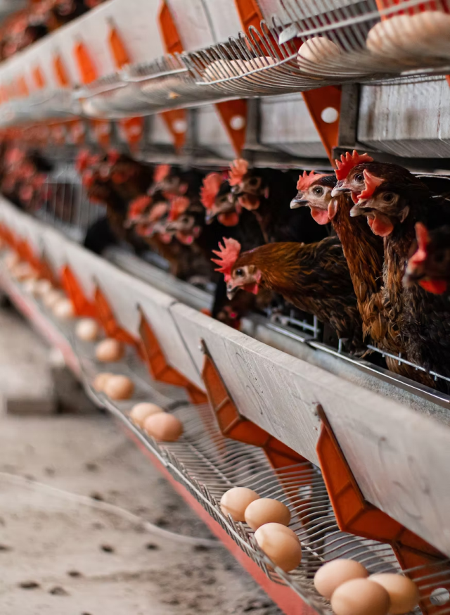 Turkey's giant chicken brand declared concordat