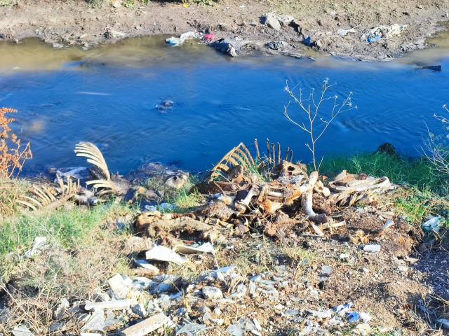 Horse and donkey remains thrown into the stream in Adana again: Neighborhood residents reacted