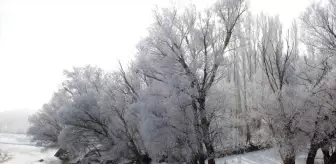 Ağrı'da soğuk havanın etkisiyle ağaçlar kırağı tuttu