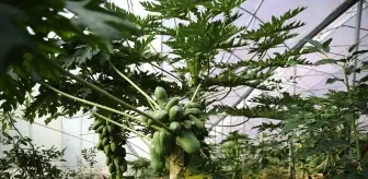 Alanya'da üretilen tropikal papaya meyvesi yurt dışından talep görüyor