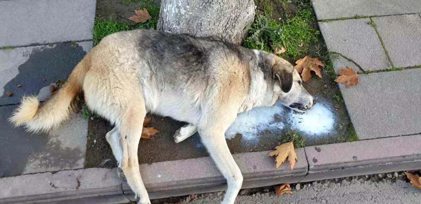 Amasya'da şehrin göbeğinde köpek ve kediler ölü bulundu