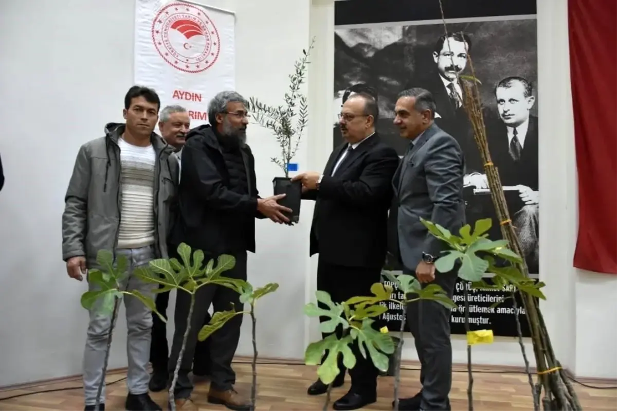 Aydın'da üreticilere 74 bin 90 fide dağıtılacak