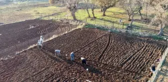 Batman'da tescilli mehina sarımsağının ekimine başlandı