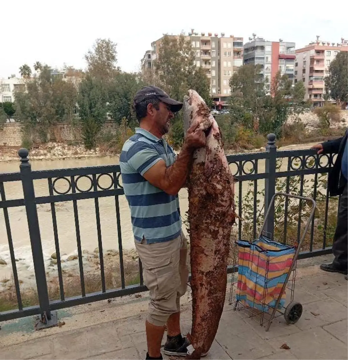 Boyu kadar yayın balığını eliyle yakaladı