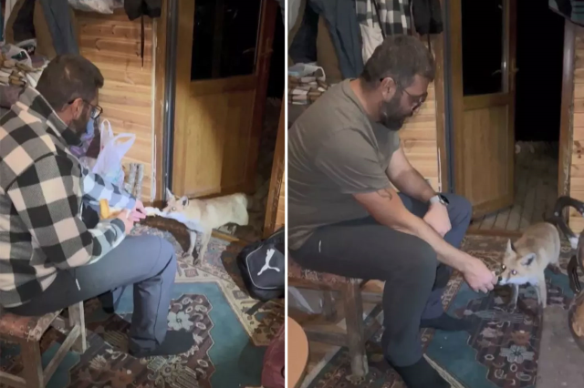 A warm story in the mountains: The fox entered the hut and became Tilko