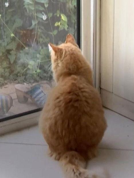 dunyanin ilk ev hapsi alan kedisi suclamalar agir 19324440 2401 m