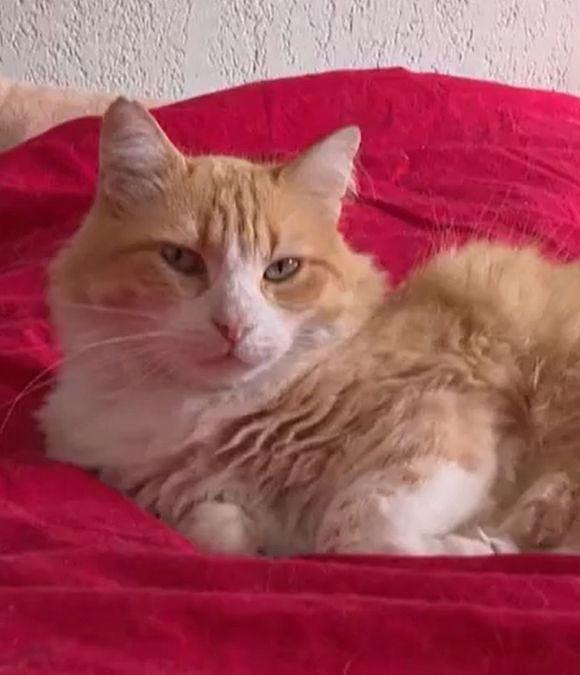 dunyanin ilk ev hapsi alan kedisi suclamalar agir 19324440 9955 m