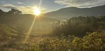 Isparta'nın gül bahçeleri sarı ve turuncuya büründü