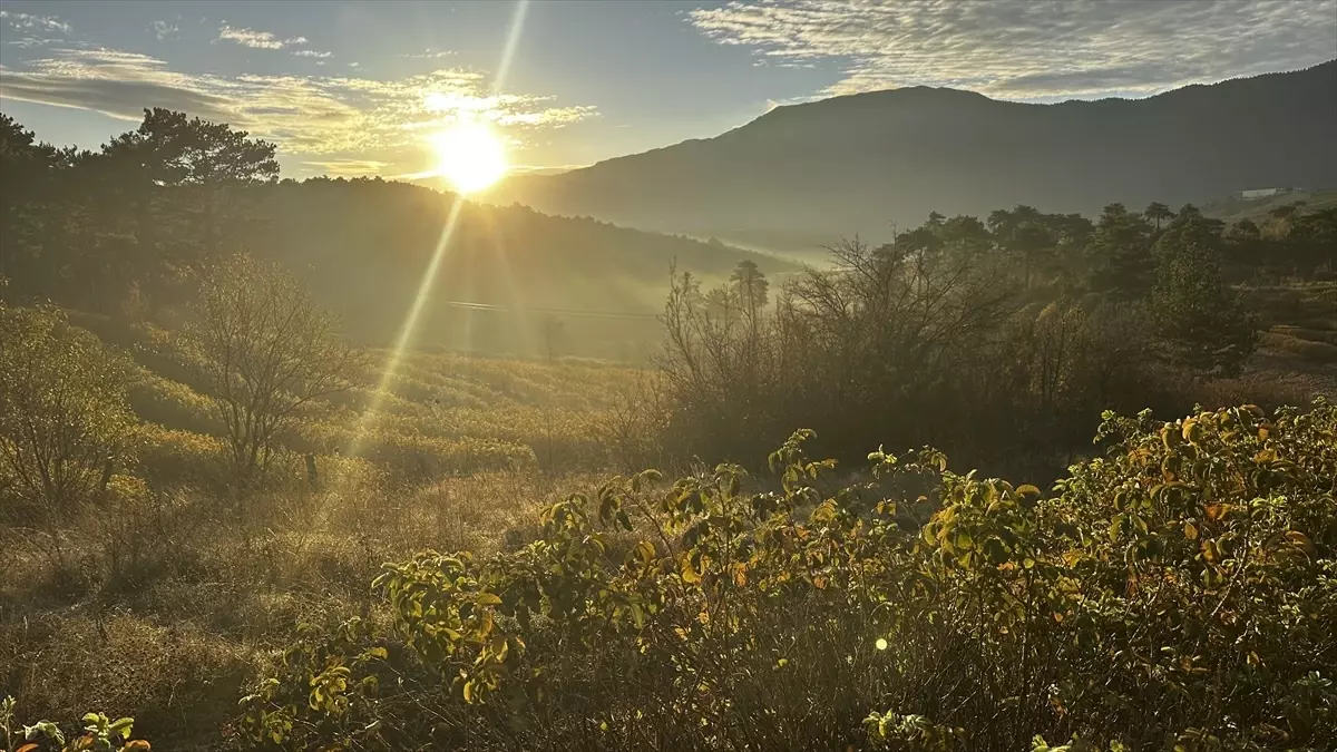 Isparta'nın gül bahçeleri sarı ve turuncuya büründü