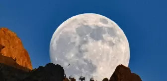 Van'da dağın zirvesindeki yaban keçileri dolunayla birlikte görüntülendi